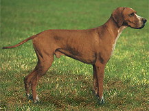 Герта Пойнтер (Дания)