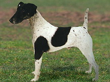 Фокстерьер гладкошерстный (Великобр