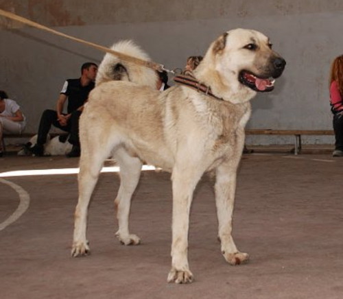 Армянский гампр