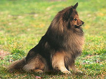 Большой немецкий шпиц (Германия)