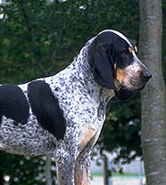 Большая Голубая Гасконская Гончая (