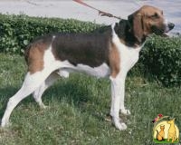 Большая Англо-Французская Трехцветн