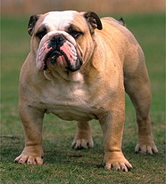 Бульдог / Английский Бульдог (Велик