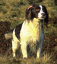 Английский Спрингер Спаниель (Велик