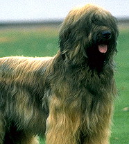 Бриар (Франция)