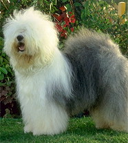 Староанглийская Овчарка / Бобтейл