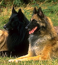 Бельгийская Овчарка (Бельгия)