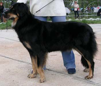 Бурят-монгольский волкодав / Хоттош