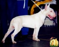 Бультерьер (Великобритания)