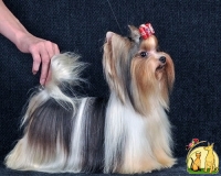 Бивер-йоркширский терьер (Германия)