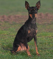 Английский той-терьер (Великобритан