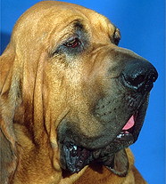 Бладхаунд \ Шьен Де Сен Юбер (Бельг