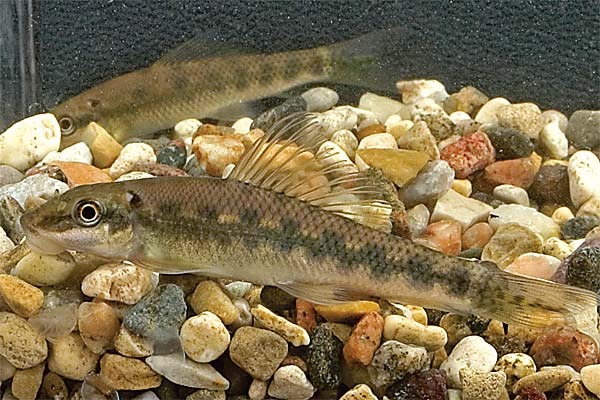 Геринохейлус (геринохелиус), рыбы