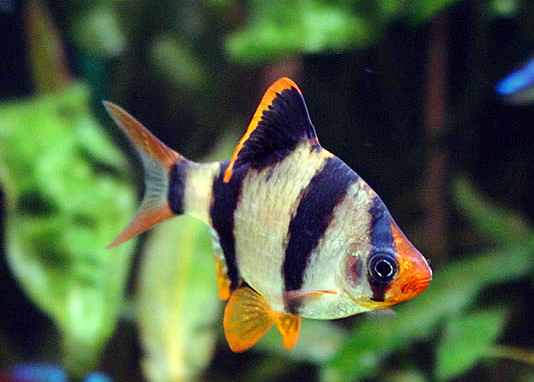 Барбус суматранский, рыбы